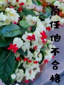 前任不优秀为什么还忘不了